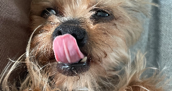 tiffany pet sitter à VILLABE 91100_0