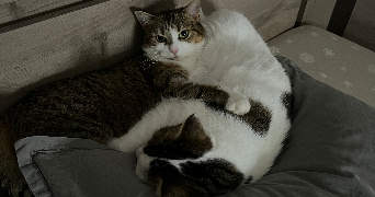 laurène pet sitter à TALANT 21240_1