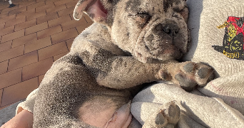 alizée pet sitter à JARNAC 16200_1