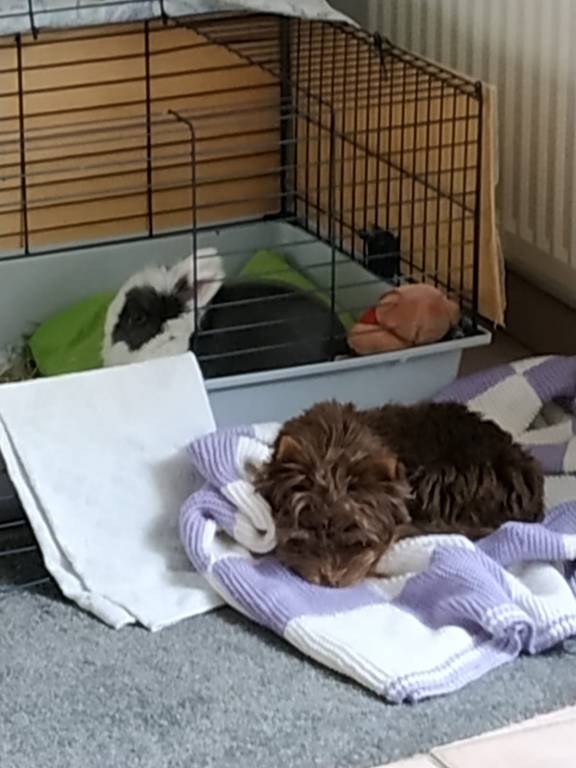 candice pet sitter à Guignes 77390_3