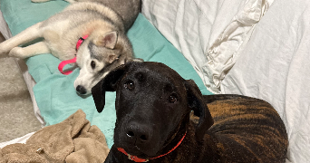 camille pet sitter à Plescop 56890_8