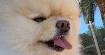 martine pet sitter à BOURG EN BRESSE 01000_2