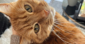lorena pet sitter à ROMAINVILLE 93230_1
