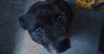 sylvie pet sitter à Livry-Gargan 93190_5