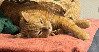 marion pet sitter à Berck 62600_0