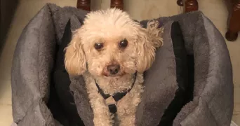 melanie pet sitter à CHOISY LE ROI 94600