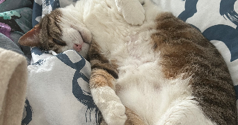 faustine pet sitter à Belfort 90000_4