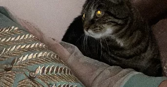 zohra pet sitter à MALAKOFF 92240