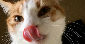 elisa pet sitter à LE RHEU 35650_1