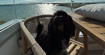 emma pet sitter à BONCHAMP LES LAVAL 53960_2