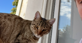 rafaël pet sitter à MARSEILLE 04 13004_5