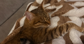 kenza pet sitter à ST FONS 69190_0