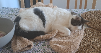 axelle cat sitter à TOULOUSE 31200_0