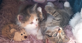 mélissa pet sitter à LIBOURNE 33500_0