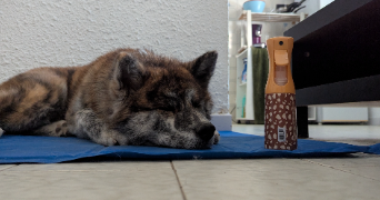 guerreiro viseu pet sitter à NIMES 30000_5