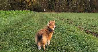 coline  pet sitter à DAMPMART 77400_2