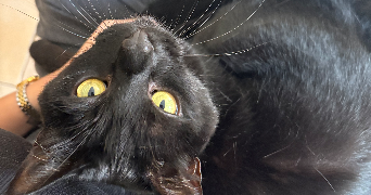 lisa pet sitter à Bourg la reine 92340_2