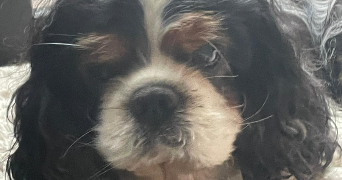 delphine pet sitter à PONTAULT COMBAULT 77340_2