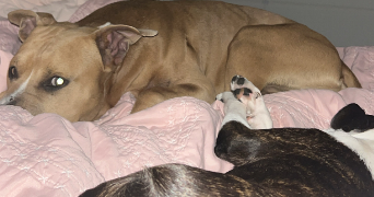 cyrielle pet sitter à LILLE 59000_6