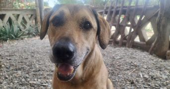 lea pet sitter à CLERMONT FERRAND 63000_4