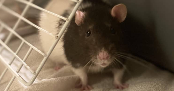 Chloé pet sitter à Montrabé 31850_5