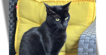 laurence pet sitter à AUREILHAN 40200_2