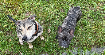 jennyfer pet sitter à Drefféac 44530_4