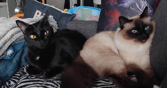 laurette pet sitter à ST JEAN DE BOISEAU 44640_1
