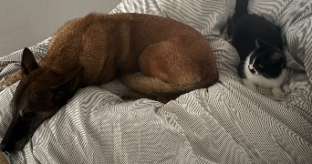 loudivine pet sitter à REIMS 51100_4