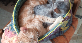 maëlly pet sitter à BEAUPREAU EN MAUGES 49600_3