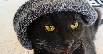 helene cat sitter à VILLEPARISIS 77270_1