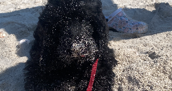 theo pet sitter à Le Havre 76600_2