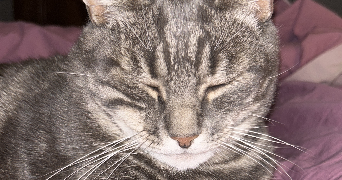derache pet sitter à PARIS 07 75007_3