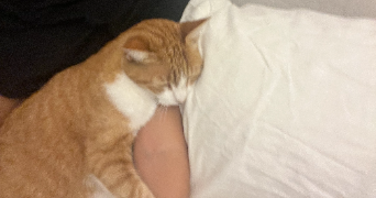 lucile pet sitter à LYON 08 69008_1