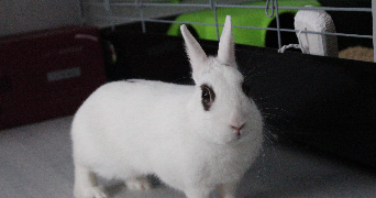 marion pet sitter à LORIENT 56100_5