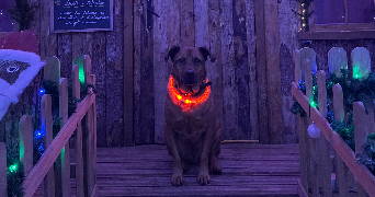 marion pet sitter à MOUSSY LE NEUF 77230_2