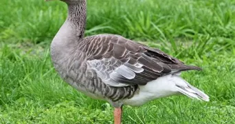 sergr pet sitter à ECURAS 16220