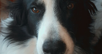 rachel pet sitter à MONTPELLIER 34000_4