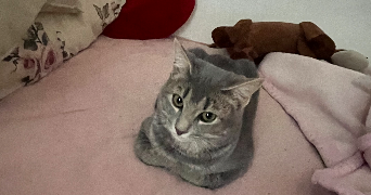 lydia pet sitter à FORBACH 57600_6