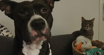 Audrey pet sitter à Moissy-Cramayel 77550_2