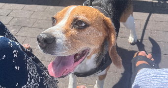 lola pet sitter à BORDEAUX 33300_7