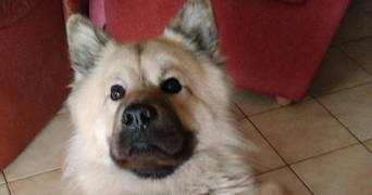 chloé pet sitter à SCHERWILLER 67750_2