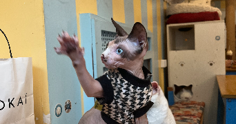 elvira pet sitter à EVRY COURCOURONNES 91000_3