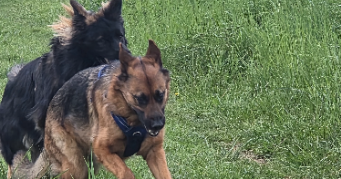 cecile pet sitter à OSNY 95520_3