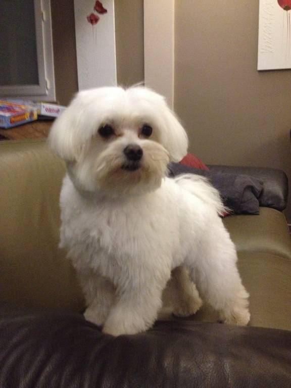océane pet sitter à Le Perreux-sur-Marne 94170_3