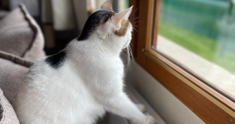 léo pet sitter à MAGENTA 51530_1