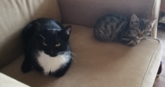 jade pet sitter à VILLEURBANNE 69100_1