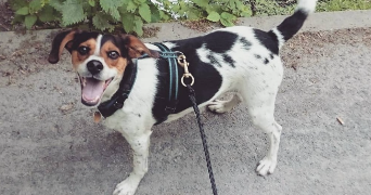 anaïs  pet sitter à FURIANI 20600_1