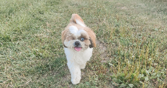 angelina pet sitter à REININGUE 68950_2