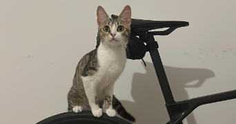 jenny pet sitter à PARIS 15 75015_2